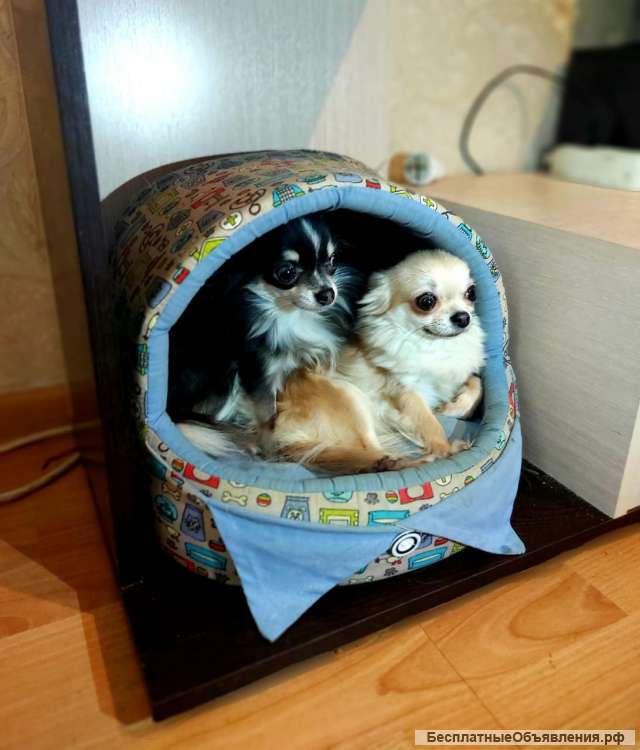 Подрощенные Девочки Чихуахуа