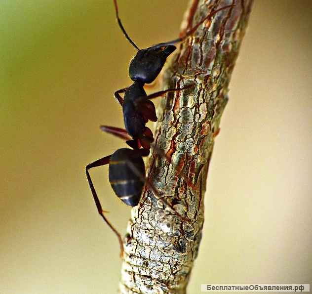 Муравей-жнец (Messor structor)