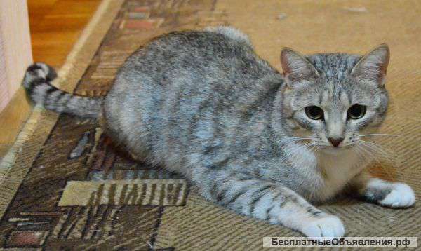 Пропала кошка