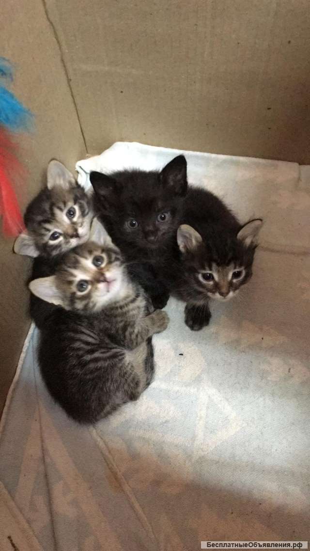 Четыре маленьких котенка в добрые руки