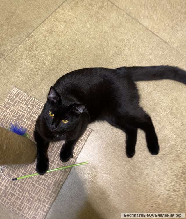 Воронеж Кошечку Басю в добрые руки, 1 год