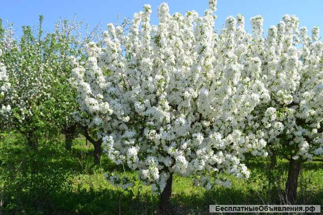 Фермерское хозяйство 12 Га