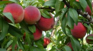 Кубанский персики оптом