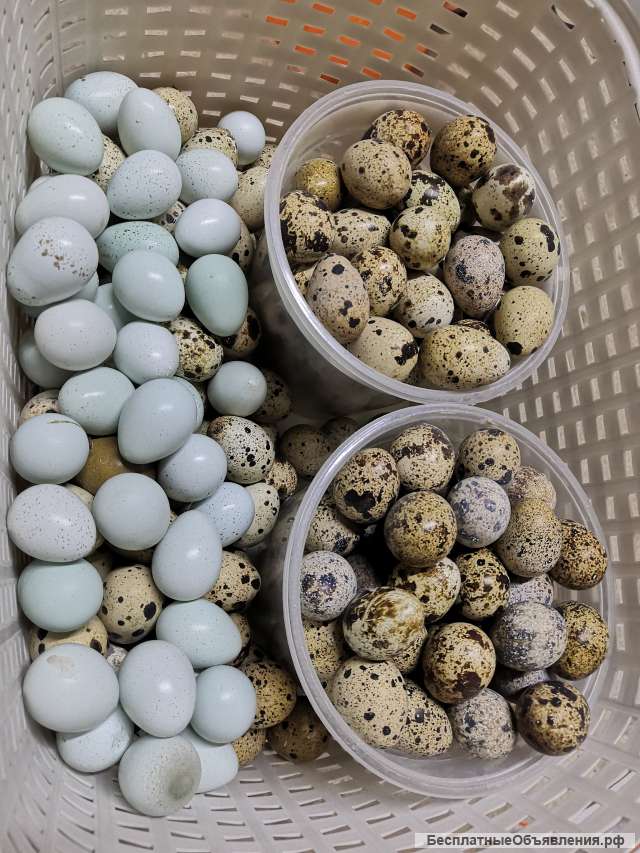 Перепелиные яйца