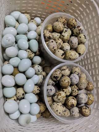 Перепелиные яйца