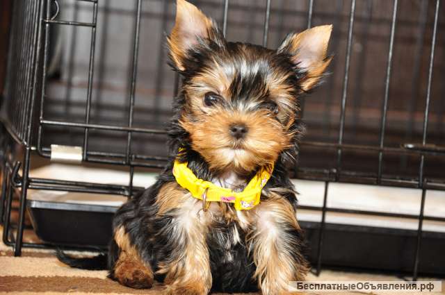 Чистокровные щенки йоркширского терьера