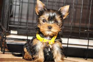 Чистокровные щенки йоркширского терьера