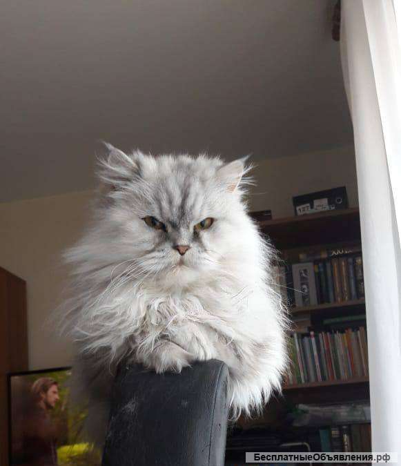 Взрослая Кошка Фото