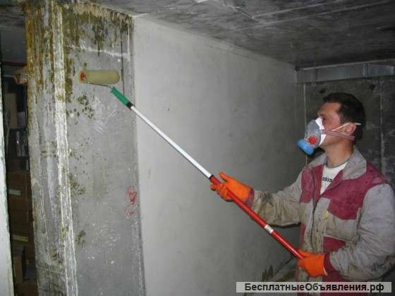Уничтожение грибка и плесени