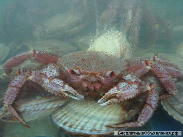 Хорошая цена для живых море продуктов