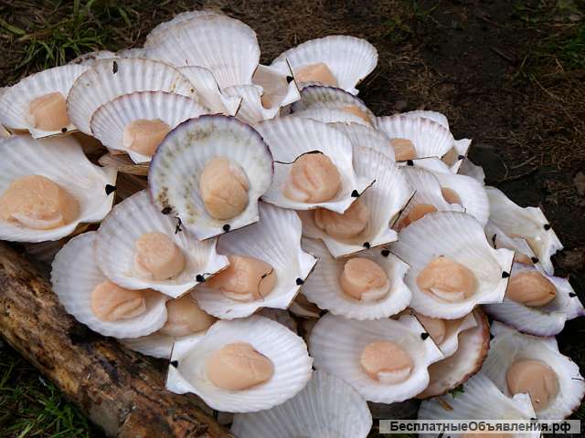 Живые гребешок, устрица