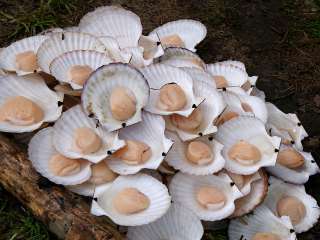 Живые гребешок, устрица