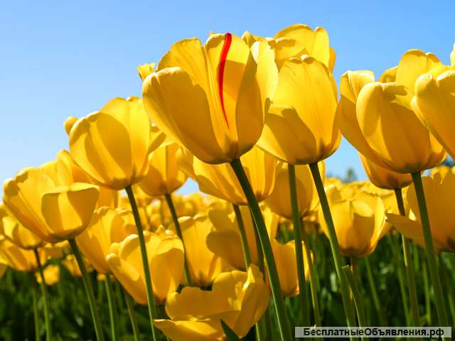 Требуются сиделки