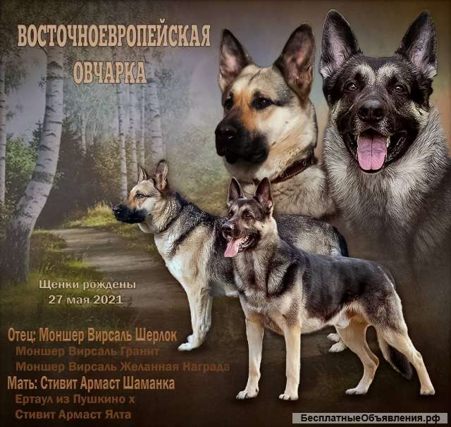 Щенки ВЕО резерв с РКФ