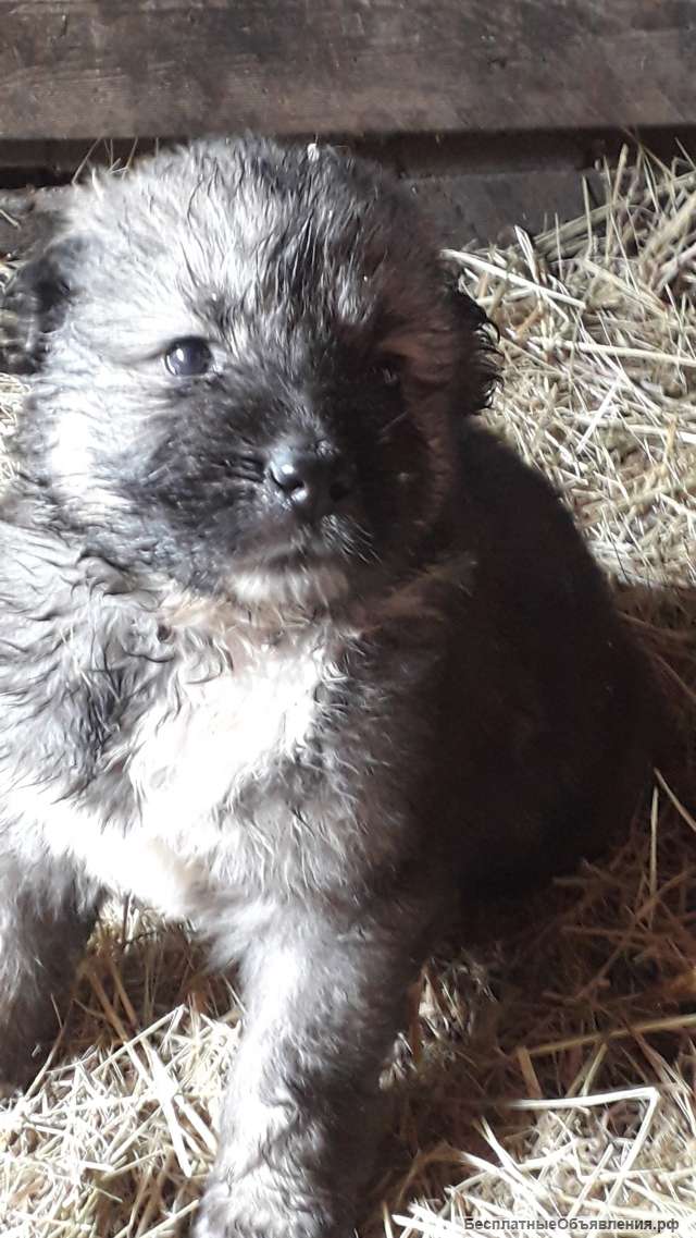 Щенки кавказской овчарки