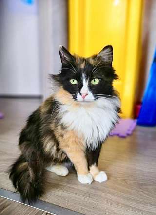 Обаятельная кошка Матильда в добрые руки