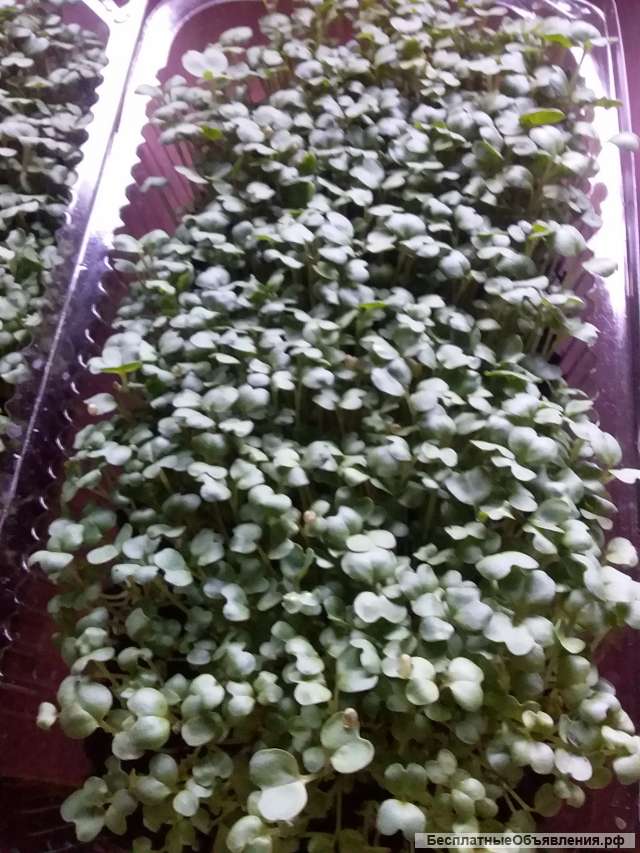 Микрозелень