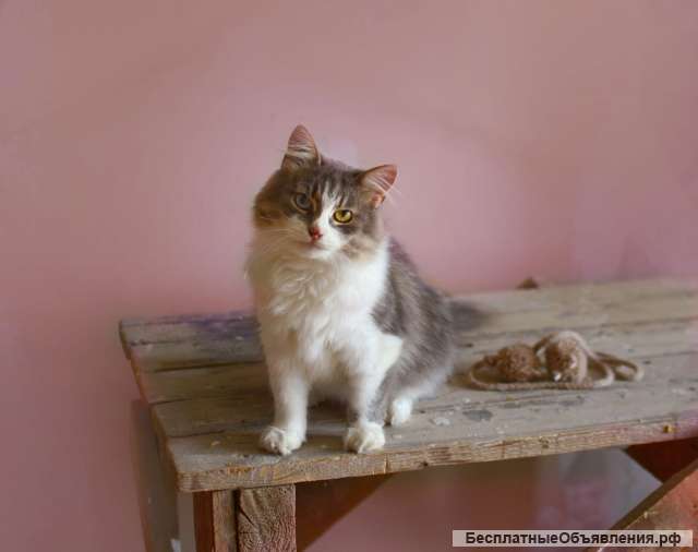 Пушистая и роскошная кошка Дульсинея в добрые руки