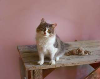 Пушистая и роскошная кошка Дульсинея в добрые руки