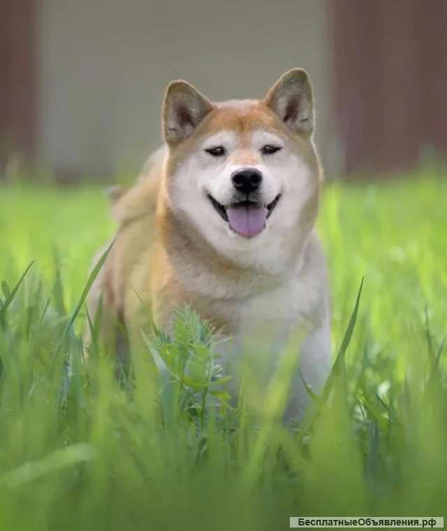 Сиба ину по кличке Юрико в добрые руки