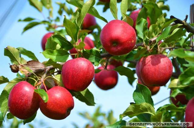 Рабочие на сбор урожая