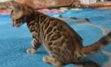 Бенгальского кота, мальчик 2 месяца, с правом плем. развода.