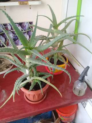 Пятилетнее алое