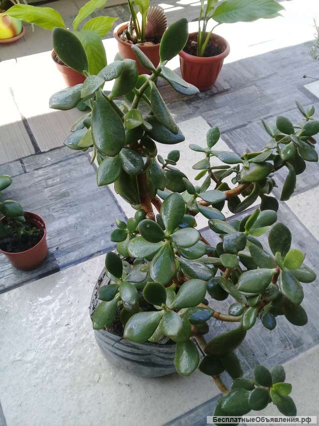 Крассула-денежное дерево