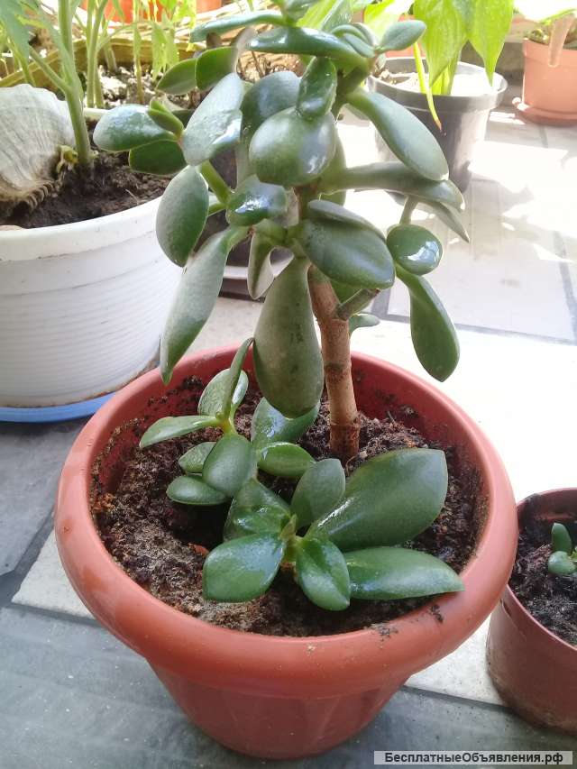 Крассула-денежное дерево. Трехлетнее