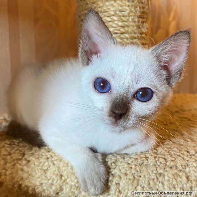 Тайский котёнок