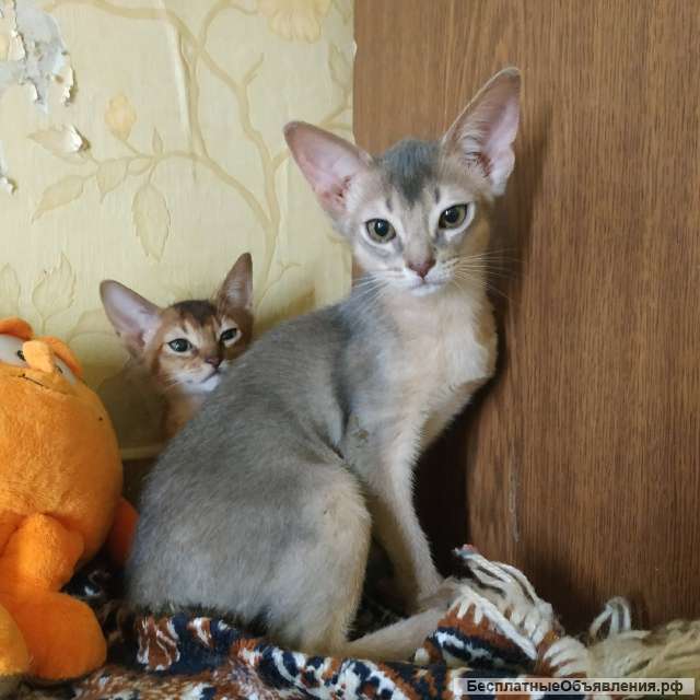 Абиссинские котятки