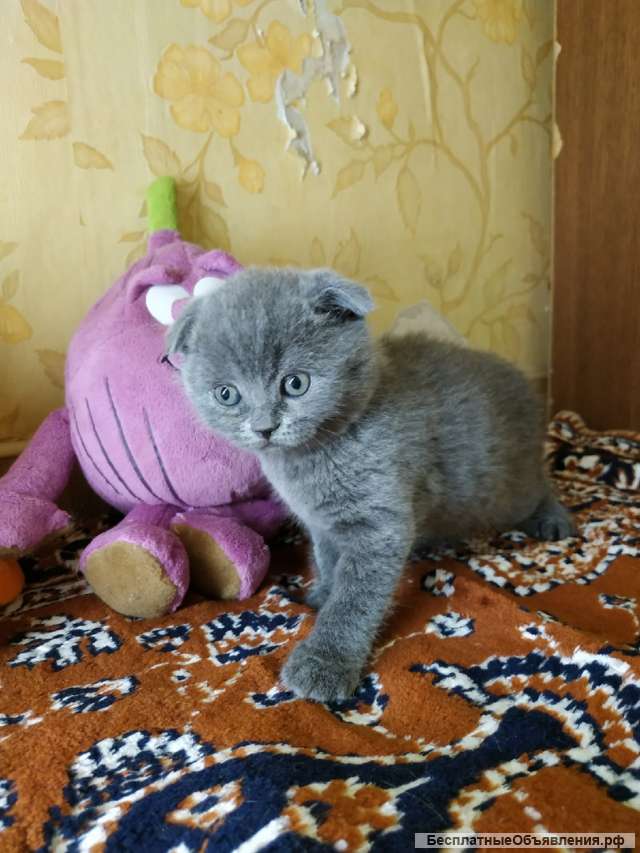 Котята Шотландской Кошки Фото