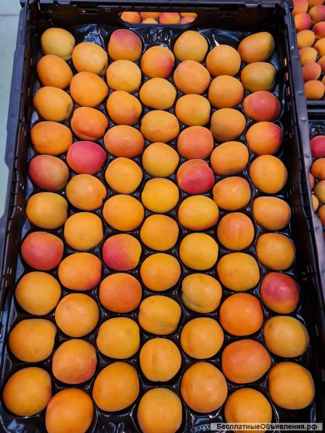 Оптовые поставки абрикосов