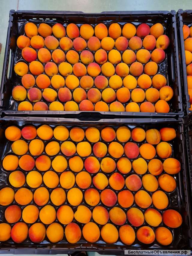 Оптовые поставки абрикосов