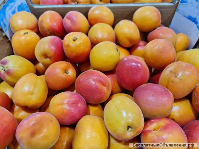 Оптовые поставки абрикосов