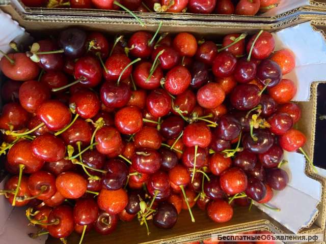 Оптовые поставки черешни