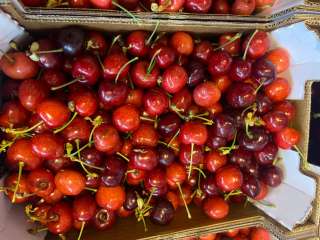 Оптовые поставки черешни