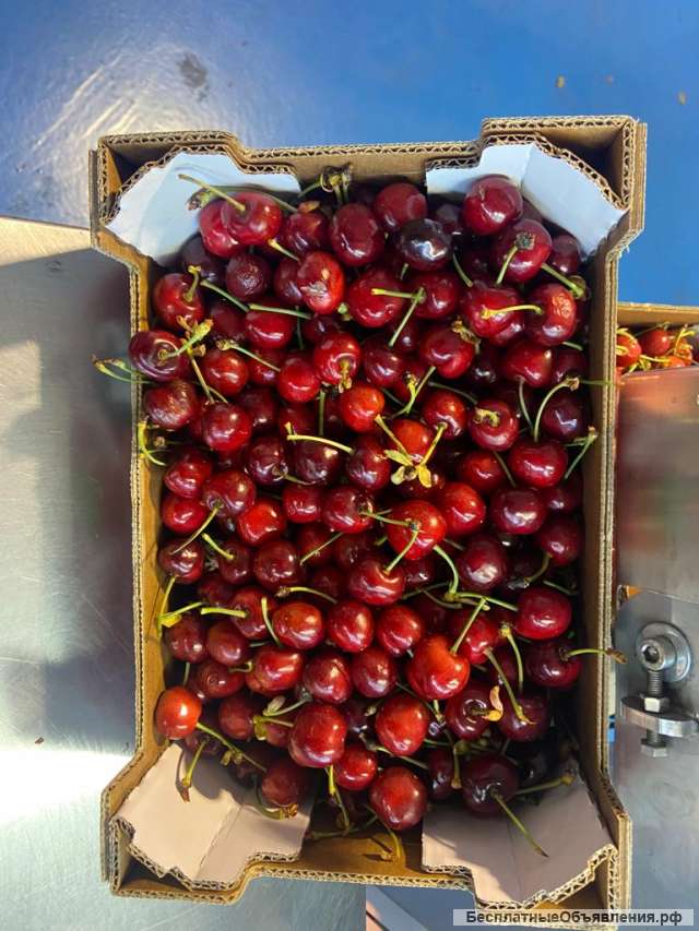 Оптовые поставки черешни
