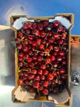 Оптовые поставки черешни