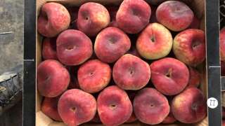 Оптовые поставки плоского персика