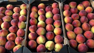 Оптовые поставки свежих персиков