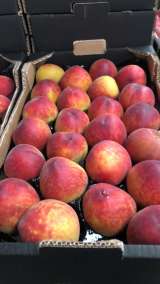 Оптовые поставки свежих персиков