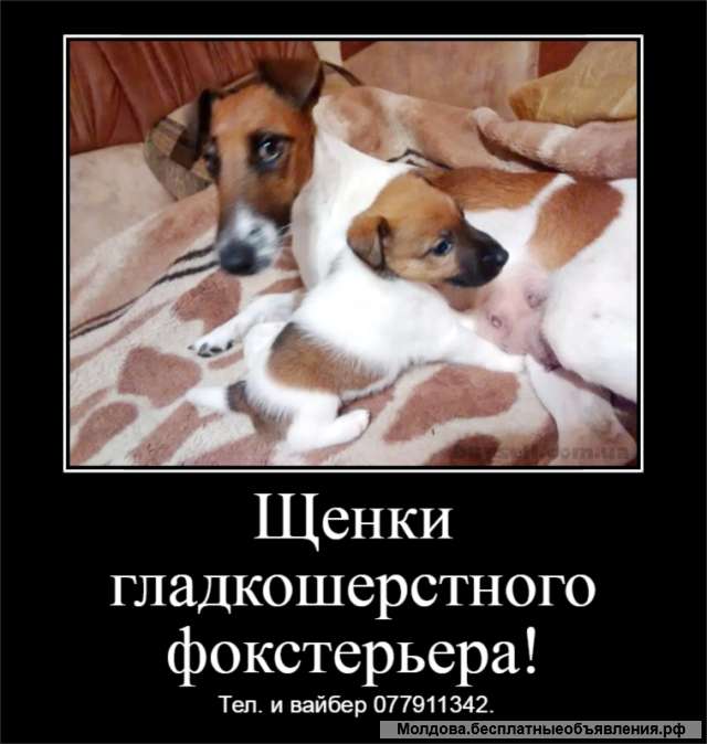 Щенки гладкошерстного фокстерьера