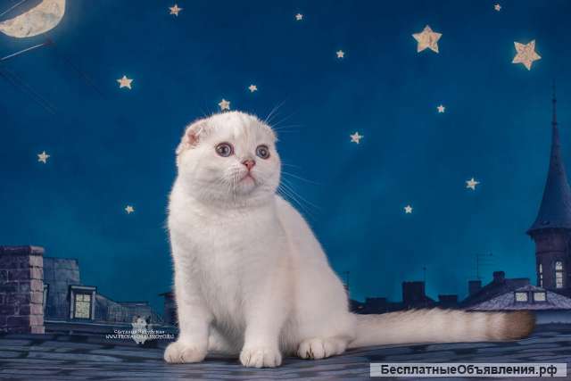 Шотландских вислоухих котят
