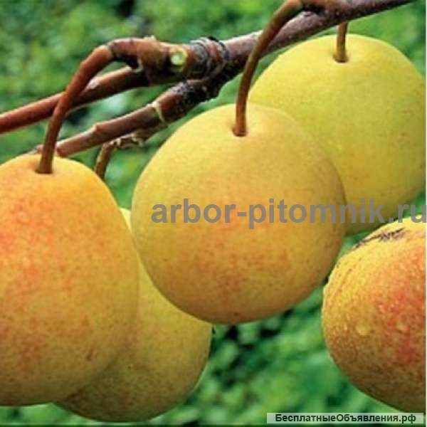 Деревья и крупномеры груши