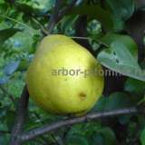 Деревья и крупномеры груши