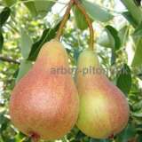 Деревья и крупномеры груши