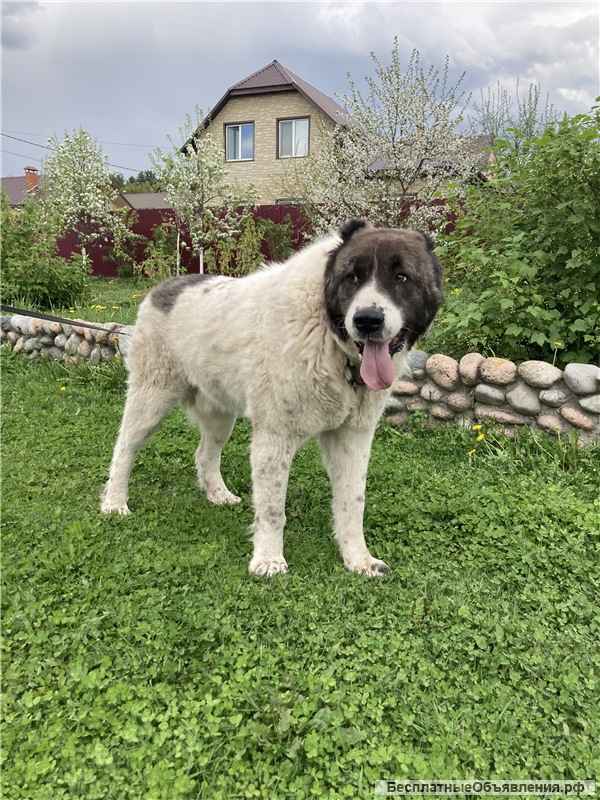 Алабай Ирхан в добрые руки