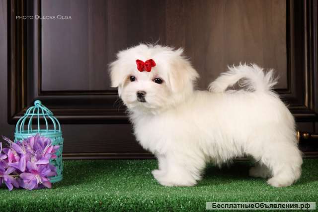 Мальтийской болонки щенки (Maltese)от Ирлайн-дог в продаже