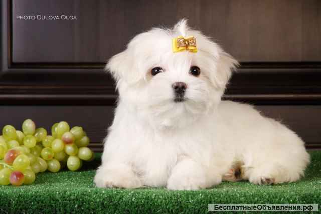 Мальтийской болонки щенки (Maltese)от Ирлайн-дог в продаже